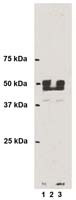 3-Nitrotyrosine Antibody in Western Blot (WB)