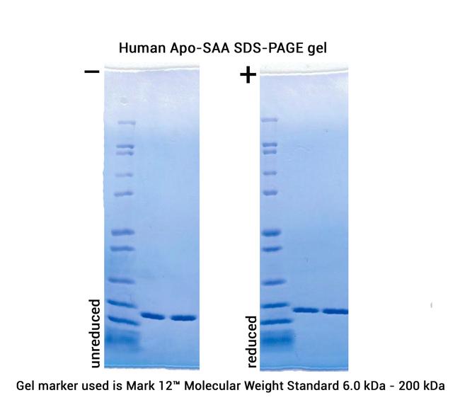 Human Apo-SAA Protein in Functional Assay (FN)