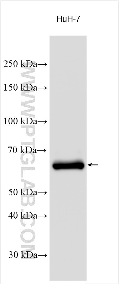 GPC3 Antibody in Western Blot (WB)