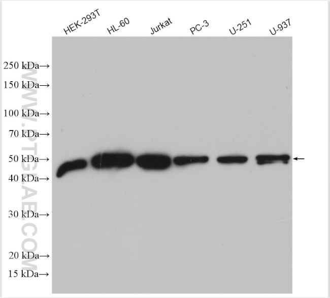 CNDP2 Antibody in Western Blot (WB)