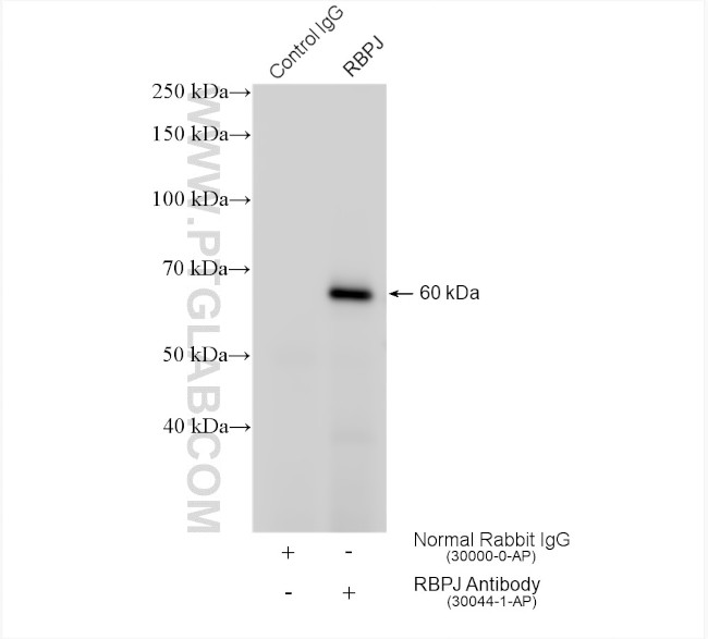 RBPJ Antibody in Immunoprecipitation (IP)