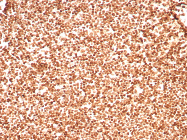 Histone H1 (Pan Nuclear Marker) Antibody in Immunohistochemistry (Paraffin) (IHC (P))