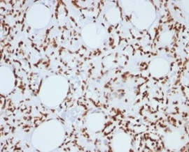 Histone H1 (Pan Nuclear Marker) Antibody in Immunohistochemistry (Paraffin) (IHC (P))