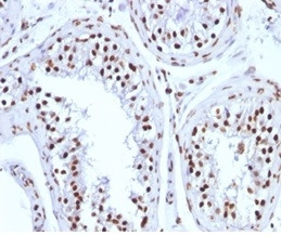 Histone H1 (Pan Nuclear Marker) Antibody in Immunohistochemistry (Paraffin) (IHC (P))