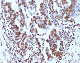 Histone H1 (Pan Nuclear Marker) Antibody in Immunohistochemistry (Paraffin) (IHC (P))