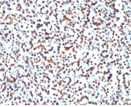 Histone H1 (Pan Nuclear Marker) Antibody in Immunohistochemistry (Paraffin) (IHC (P))