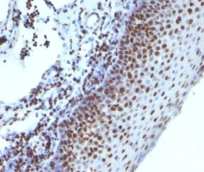 Histone H1 (Pan Nuclear Marker) Antibody in Immunohistochemistry (Paraffin) (IHC (P))