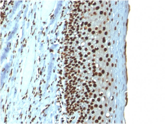 Histone H1 Antibody in Immunohistochemistry (Paraffin) (IHC (P))