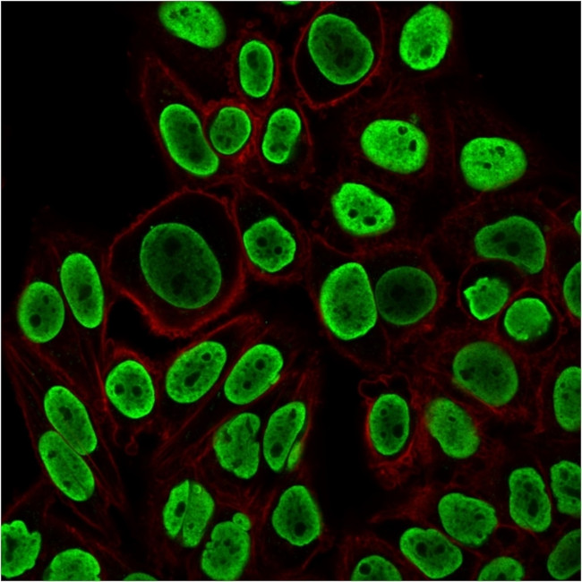 Histone H1 Antibody in Immunocytochemistry (ICC/IF)