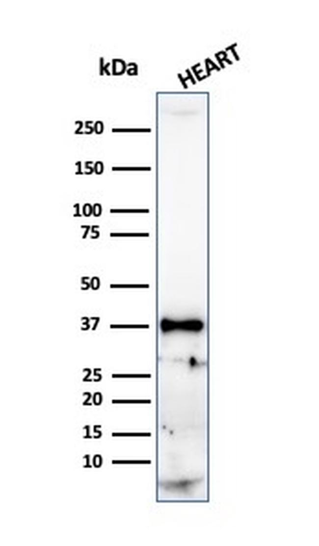 Histone H1 Antibody in Western Blot (WB)