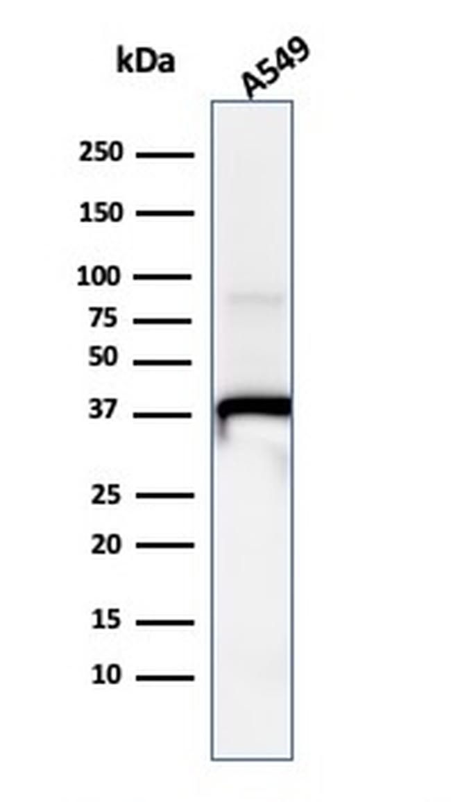 Annexin A1 Antibody in Western Blot (WB)