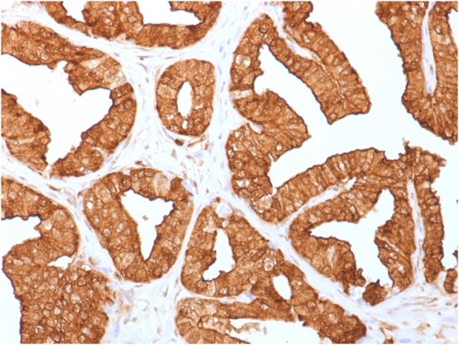 Annexin A1 Antibody in Immunohistochemistry (Paraffin) (IHC (P))