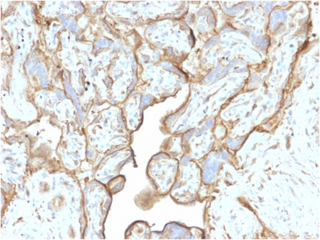 Annexin A1/ (Hairy Cell Leukemia Marker) Antibody in Immunohistochemistry (Paraffin) (IHC (P))