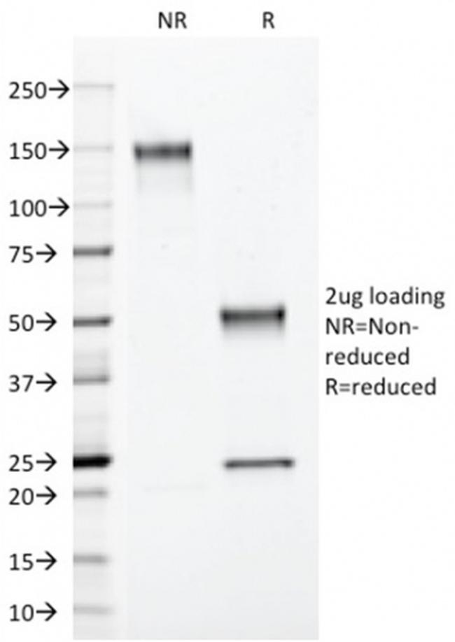 Annexin A1 Antibody in SDS-PAGE (SDS-PAGE)