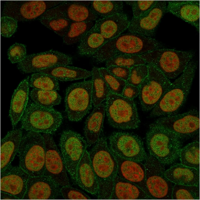 Annexin A1 Antibody in Immunocytochemistry (ICC/IF)