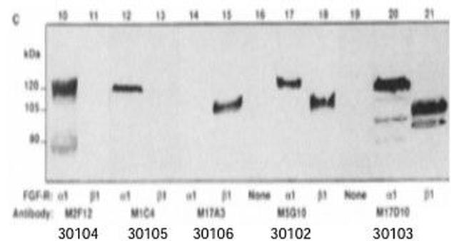 FGF Receptor 1 Antibody in Western Blot (WB)