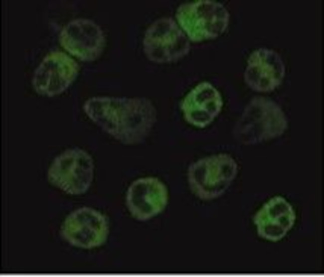 FPR1 Antibody in Immunocytochemistry (ICC/IF)