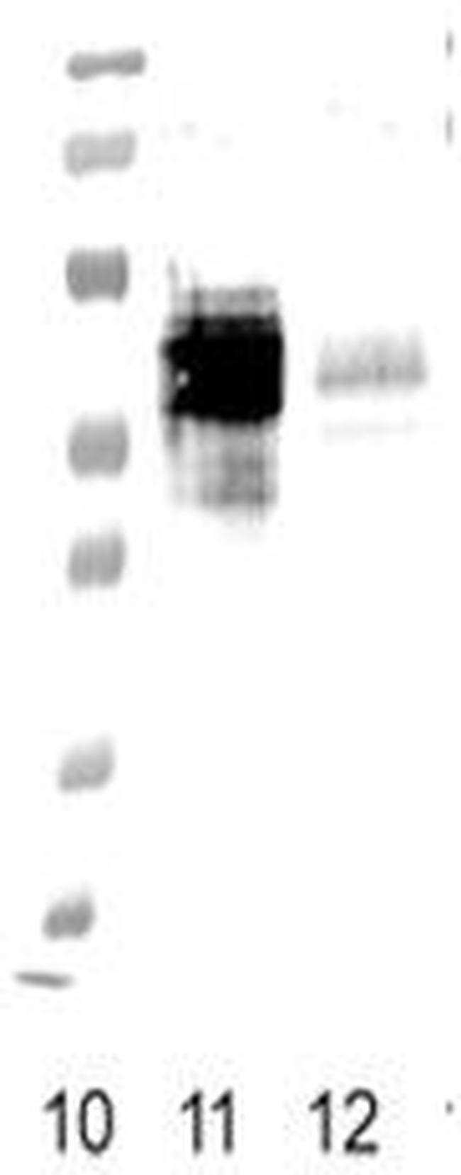 FPR1 Antibody in Western Blot (WB)