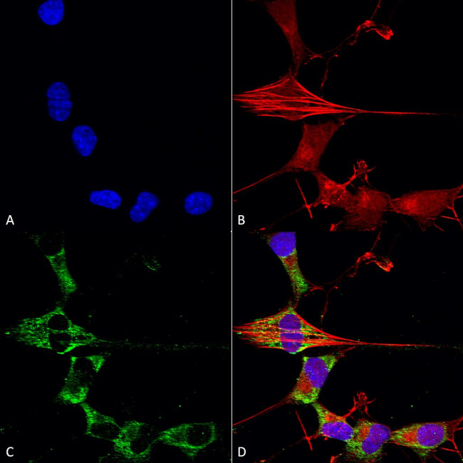 Fibroblast Growth Factor 13 (FGF13) Antibody in Immunocytochemistry (ICC/IF)