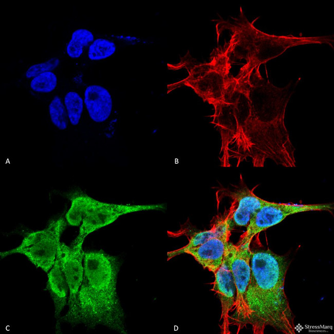 Fibroblast Growth Factor 13 (FGF13) Antibody in Immunocytochemistry (ICC/IF)