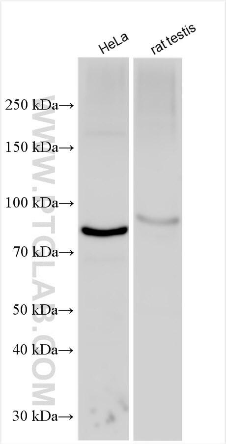 PLCD4 Antibody in Western Blot (WB)