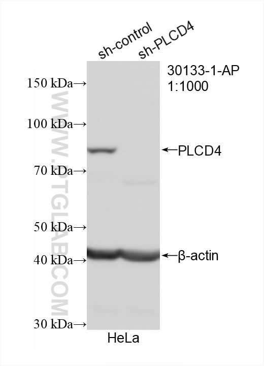 PLCD4 Antibody in Western Blot (WB)