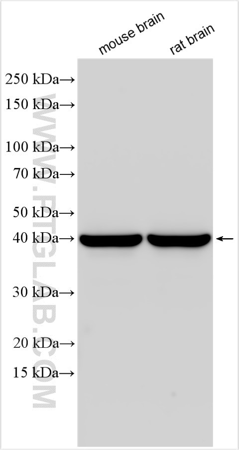 SEPT3 Antibody in Western Blot (WB)