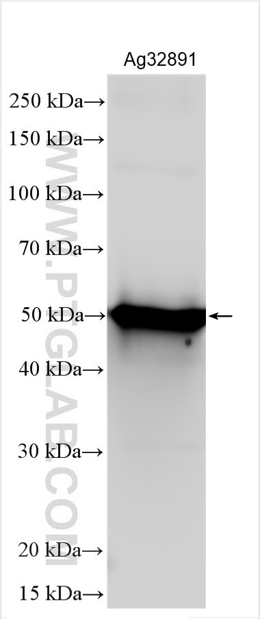 HIV-1-P24 Antibody in Western Blot (WB)