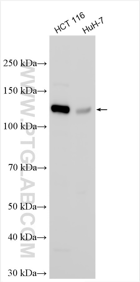 PACS2 Antibody in Western Blot (WB)