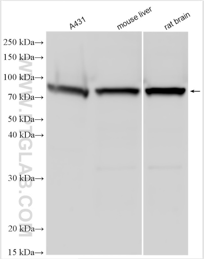 FATS Antibody in Western Blot (WB)