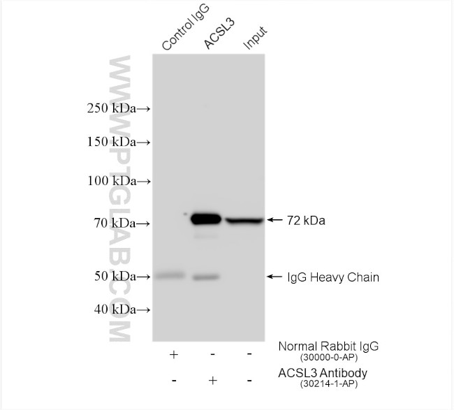 ACSL3 Antibody in Immunoprecipitation (IP)