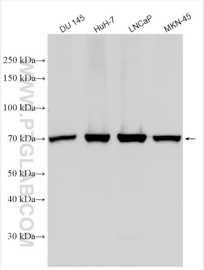 ACSL3 Antibody in Western Blot (WB)