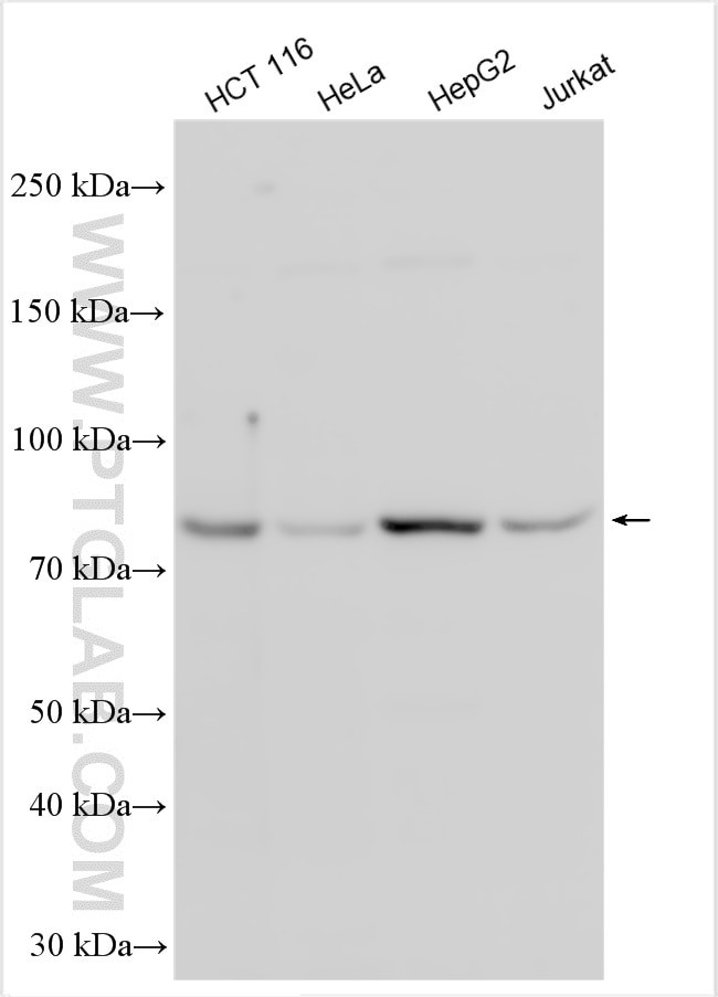 WDR43 Antibody in Western Blot (WB)