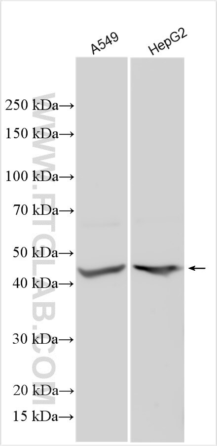 SCML1 Antibody in Western Blot (WB)