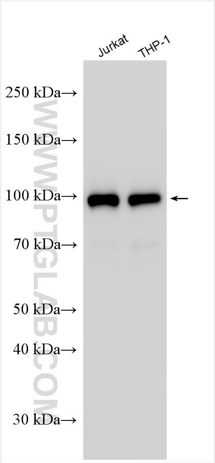 VAV3 Antibody in Western Blot (WB)