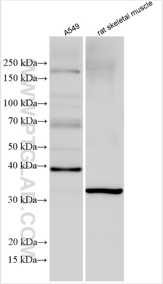 OGG1 Antibody in Western Blot (WB)