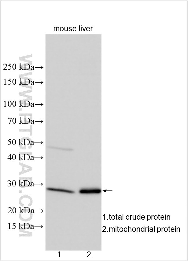 ATPAF2 Antibody in Western Blot (WB)