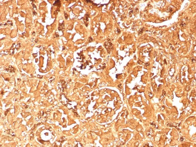 Hemoglobin alpha (2 chain) Antibody in Immunohistochemistry (Paraffin) (IHC (P))