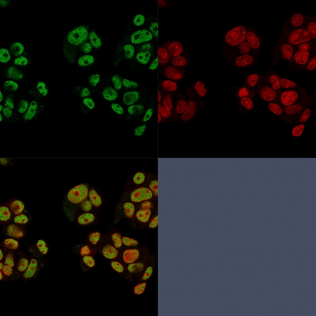 Heregulin-1/Neuregulin-1 Antibody in Immunocytochemistry (ICC/IF)