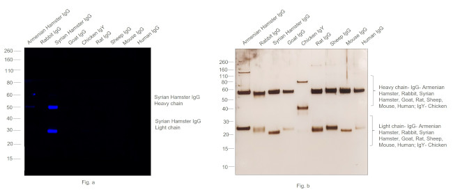 Syrian/Armenian Hamster IgG (H+L) Secondary Antibody