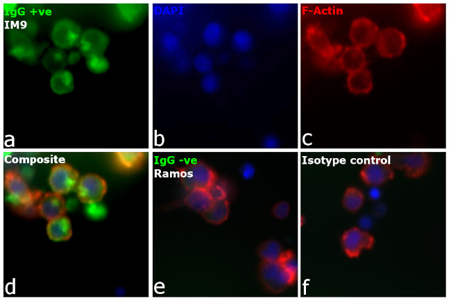 Human IgG F(ab')2 Secondary Antibody in Immunocytochemistry (ICC/IF)