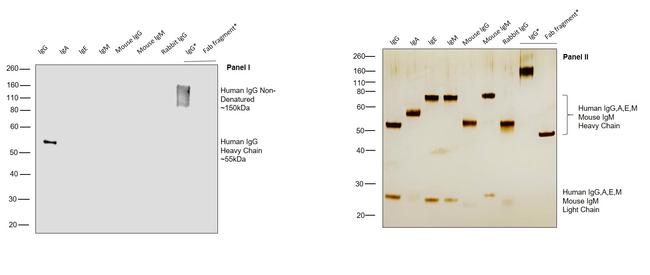 Human IgG Fc Cross-Adsorbed Secondary Antibody in Western Blot (WB)