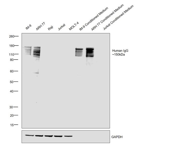 Human IgG Fc Cross-Adsorbed Secondary Antibody in Western Blot (WB)