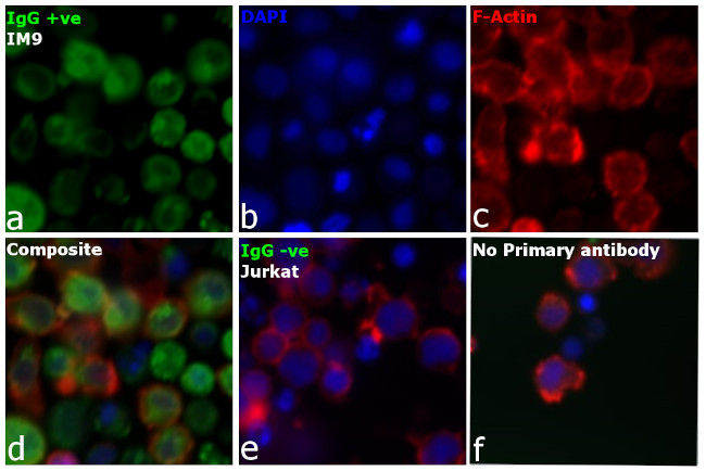 Human IgG, IgM, IgA (H+L) Secondary Antibody in Immunocytochemistry (ICC/IF)