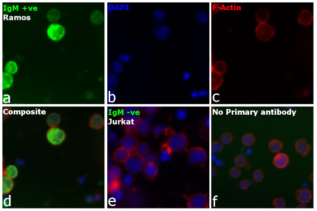 Human IgG, IgM, IgA (H+L) Secondary Antibody in Immunocytochemistry (ICC/IF)