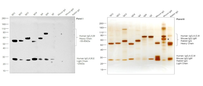 Human IgG, IgM, IgA (H+L) Secondary Antibody