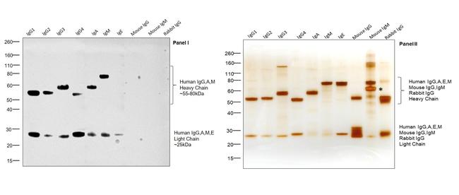 Human IgG, IgM, IgA (H+L) Secondary Antibody in Western Blot (WB)