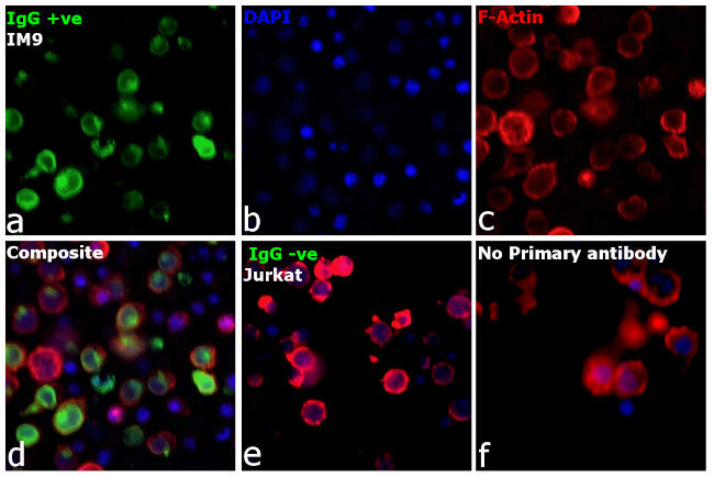 Human IgG Fc gamma Secondary Antibody in Immunocytochemistry (ICC/IF)