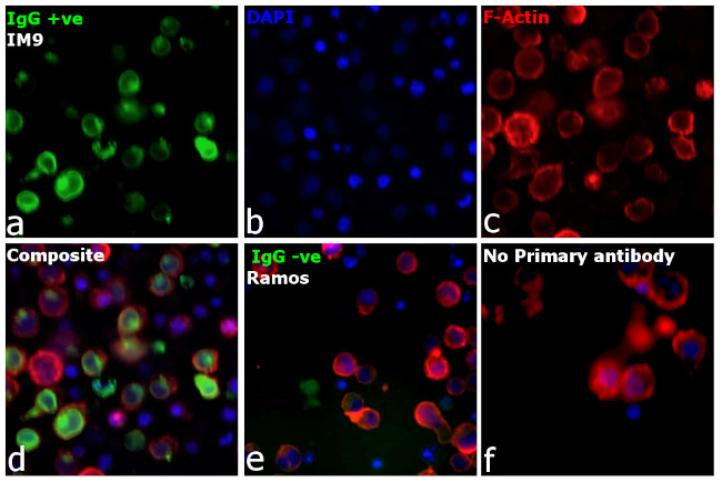 Human IgG Fc gamma Secondary Antibody in Immunocytochemistry (ICC/IF)