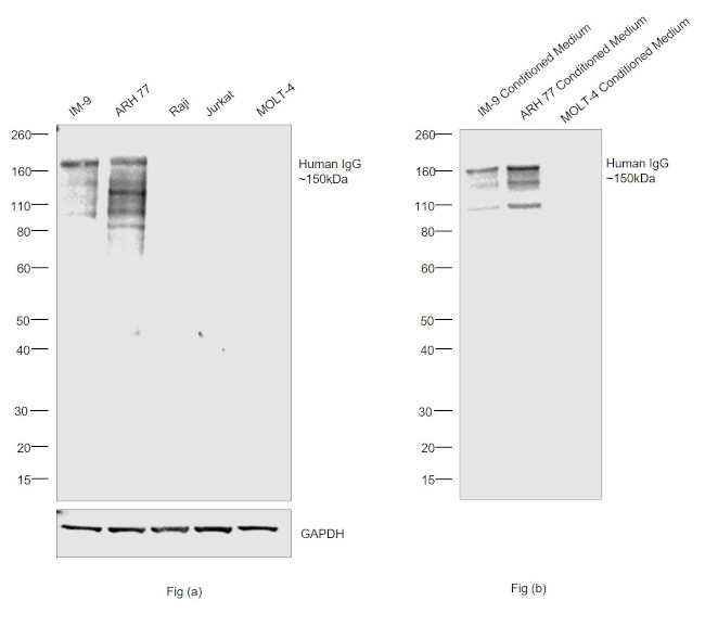 Human IgG Fc gamma Secondary Antibody